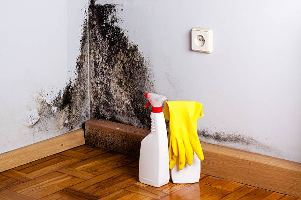 Best Water Damage & Mold Remediation  in Edwards, CO